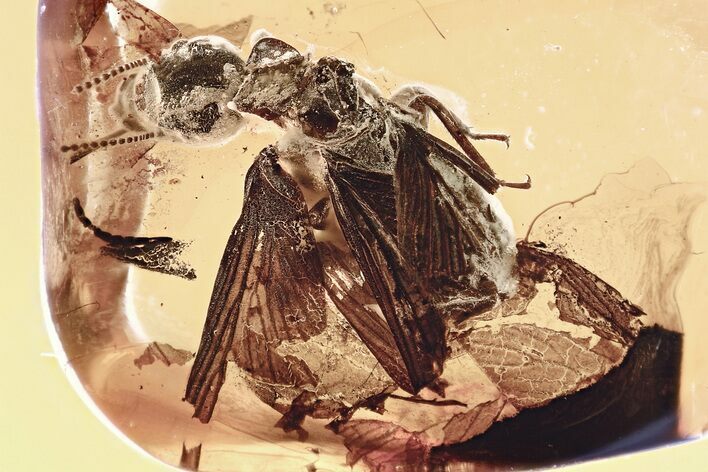 Huge Fossil Winged Termite (Mastotermitidae) In Baltic Amber #307209